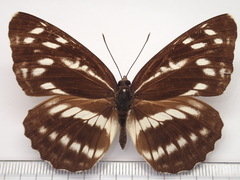 Neptis alwina