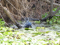 Quiscalus mexicanus