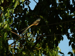 Tyrannus forficatus