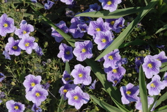 Nierembergia linariifolia