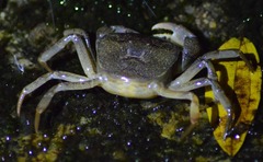 Trichodactylus