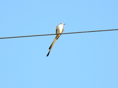 Tyrannus forficatus