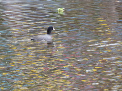 Fulica americana