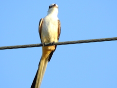 Tyrannus forficatus