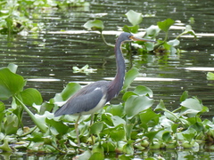 Egretta tricolor