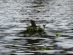 Butorides virescens