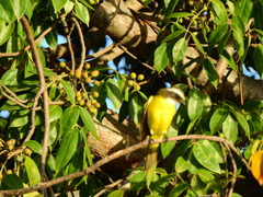 Myiozetetes similis