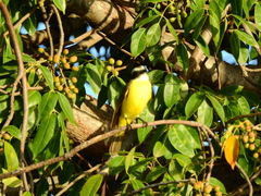 Myiozetetes similis