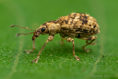 Anypotactus