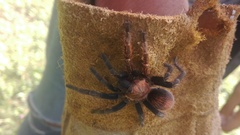 Bonnetina tanzeri
