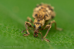 Anypotactus