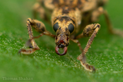 Anypotactus
