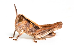 Chortoicetes terminifera