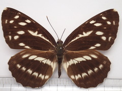 Neptis alwina
