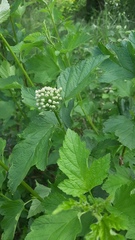 Physocarpus opulifolius