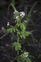 Cardamine amara
