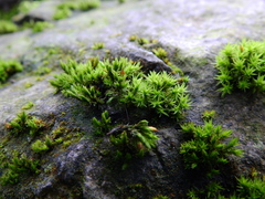 Orthotrichum diaphanum