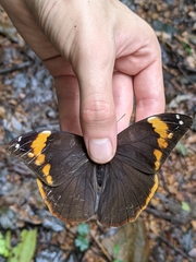 Catoblepia xanthus