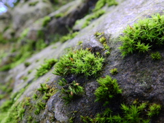 Orthotrichum diaphanum
