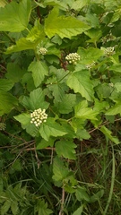 Physocarpus opulifolius