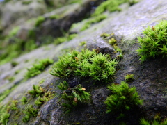 Orthotrichum diaphanum