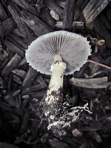 Wine-cap Stropharia