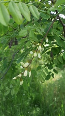 Robinia pseudoacacia