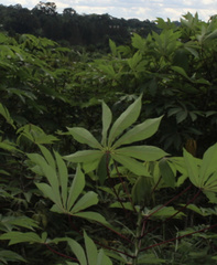 Manihot esculenta