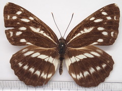 Neptis alwina