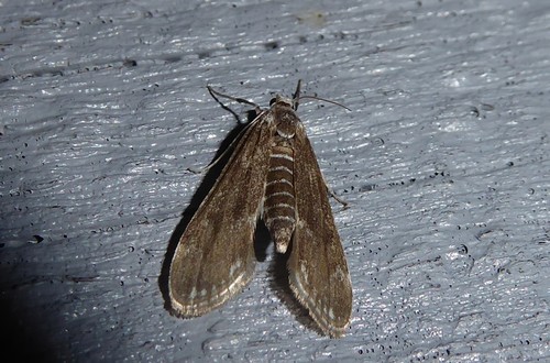 Pond moth photo 3