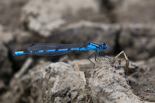 Common Blue Damselfly, photo 8 of 8
