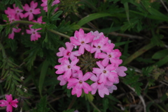 Glandularia peruviana