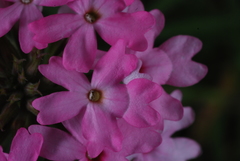 Glandularia peruviana