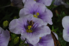 Nierembergia linariifolia