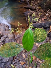 Ocotea laetevirens