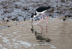 Himantopus mexicanus