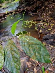 Ocotea laetevirens