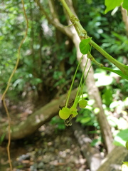 Aegiphila costaricensis
