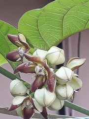 Mondia whitei