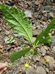 Aegiphila costaricensis
