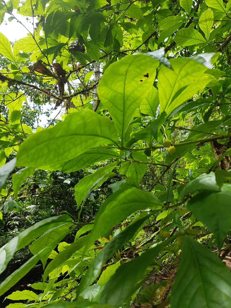 Aegiphila costaricensis