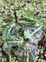Trillium kurabayashii