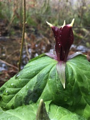 Trillium kurabayashii