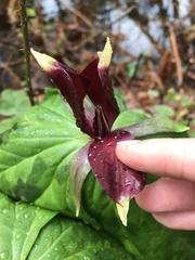 Trillium kurabayashii