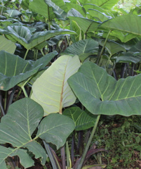 Xanthosoma