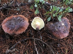 Suillus quiescens