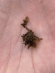 Dryocosmus floridensis
