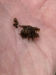 Dryocosmus floridensis