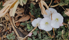 Convolvulus demissus