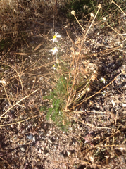Matricaria